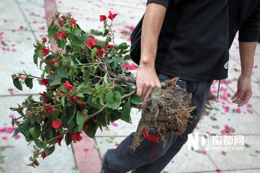 江门免费派花 民众推倒围栏哄抢