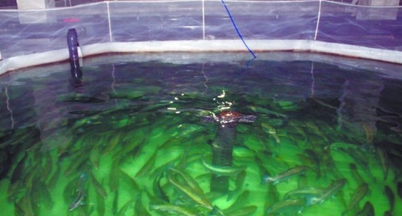 揭三文鱼养殖基地:鱼心情不好会摆臭脸 皮肤自动变色