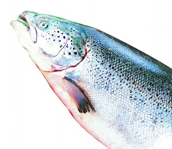 揭三文鱼养殖基地:鱼心情不好会摆臭脸 皮肤自动变色