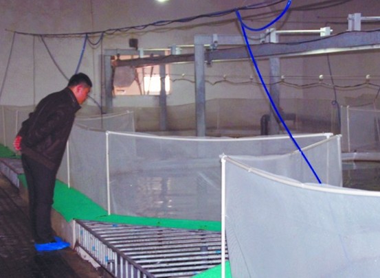 揭三文鱼养殖基地:鱼心情不好会摆臭脸 皮肤自动变色