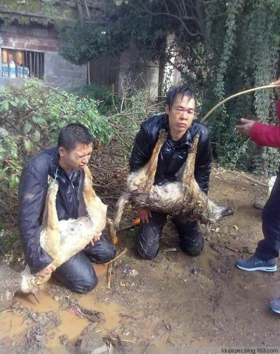 在农村偷狗被抓到就是这下场！