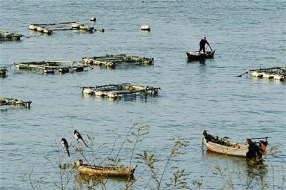  青岛昔日小渔村变度假胜地 