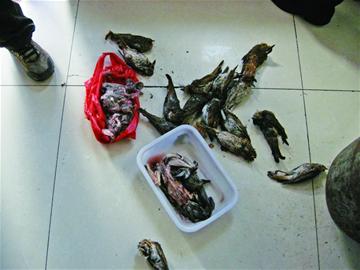 农家宴非法野味招徕顾客 体内含大量病菌