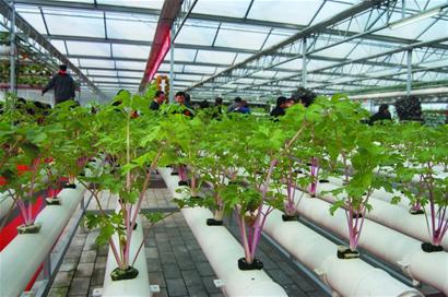 马家沟芹菜有混血洋后代 粉白彩芹明年上市