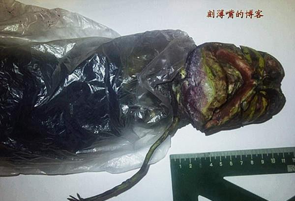 神秘生物全是骗局