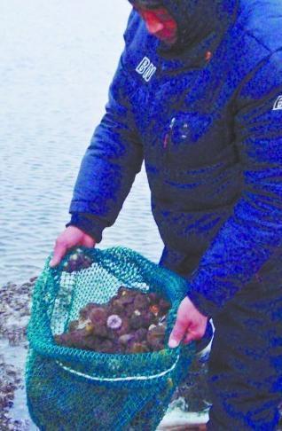 大量海胆入侵黄岛20年罕见 吃光海草饿死参鲍