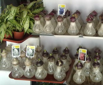 办公桌盆栽热销商家称防辐射 专家建议别当真