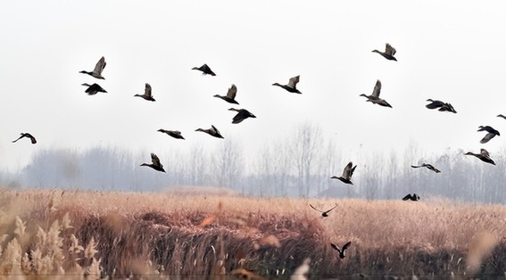 青岛姜山湿地探访 青岛姜山湿地探访
