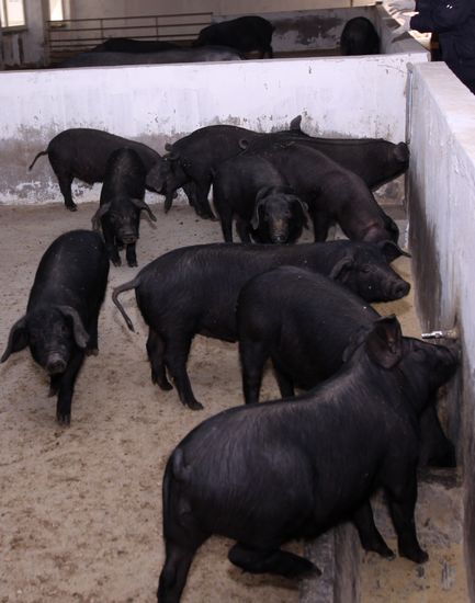 解密里岔黑猪生意经:不想赚钱钱会源源而来