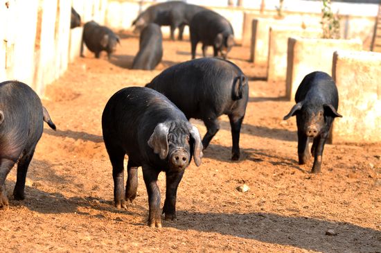 解密里岔黑猪生意经:不想赚钱钱会源源而来