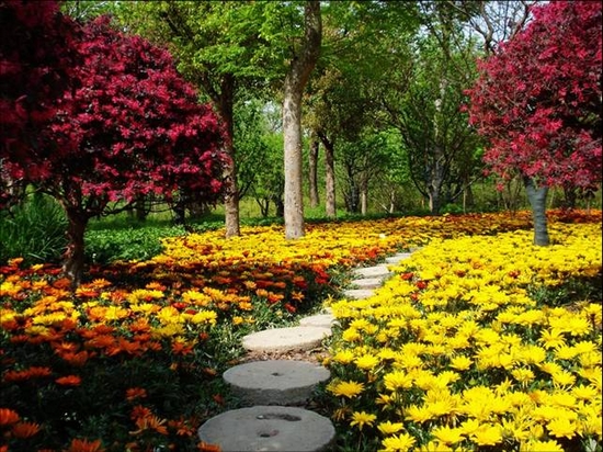 世园会建世外茶园 世园会建世外茶园