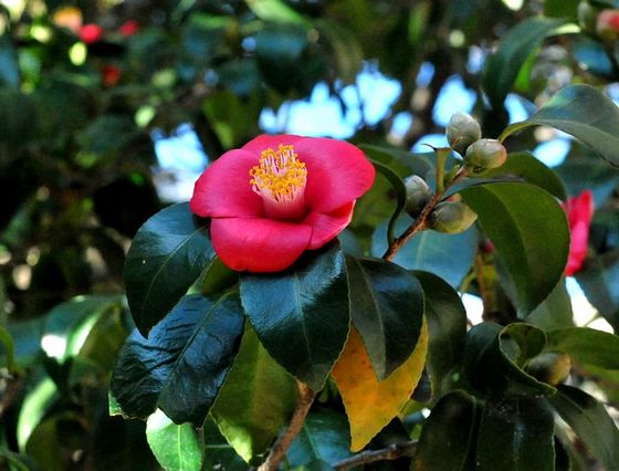 不出青岛也看冰雪 细数冬游崂山极品线路