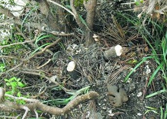 深夜青岛路旁20棵黄杨树被盗 疑被拿去做雕刻