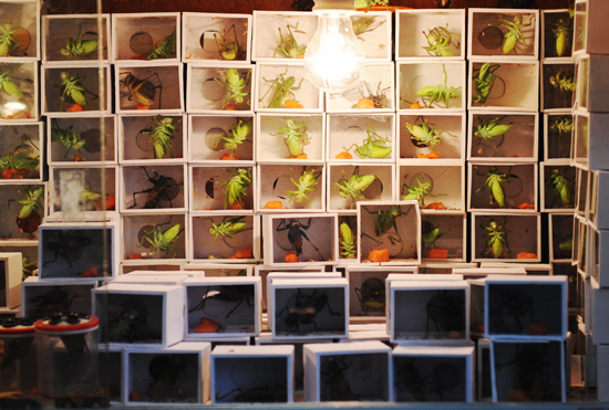 冬蝈蝈晒日光浴