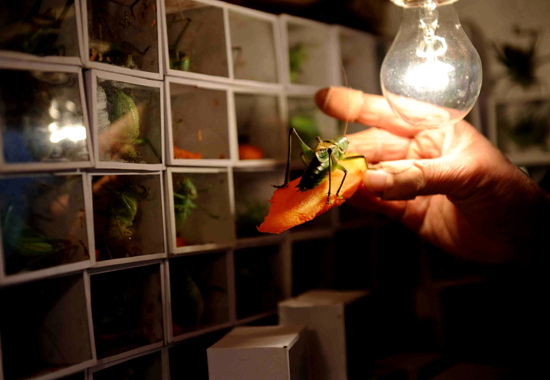 冬蝈蝈晒日光浴