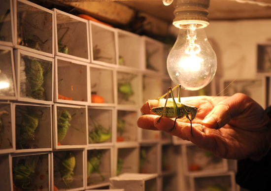 冬蝈蝈晒日光浴