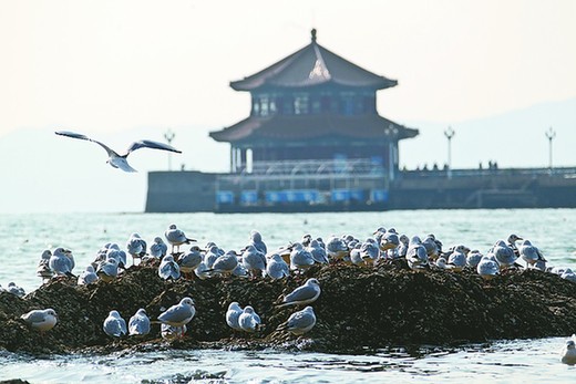  胶州湾浮冰成堆 似梦回唐朝瀚海阑干百丈冰 胶州湾浮冰成堆 似梦回唐朝瀚海阑干百丈冰 