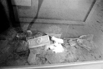 损坏回收的募捐箱堆放在街头(左图),募捐箱里的捐款已发霉(右图)。网友供图