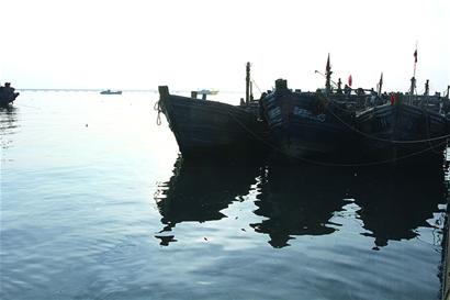 “寄居”深海 红岛蛤蜊不怕冷