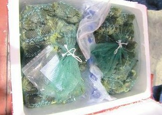 台湾进口2106公斤大陆大闸蟹 含杀菌剂被销毁