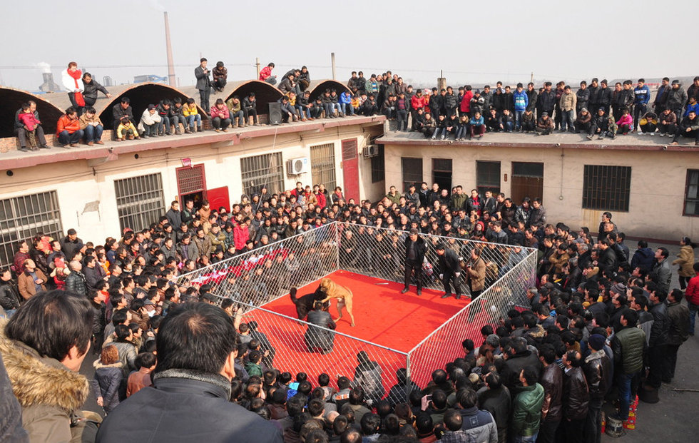 山西举办犬王争霸赛 名犬激烈扑咬血腥十足