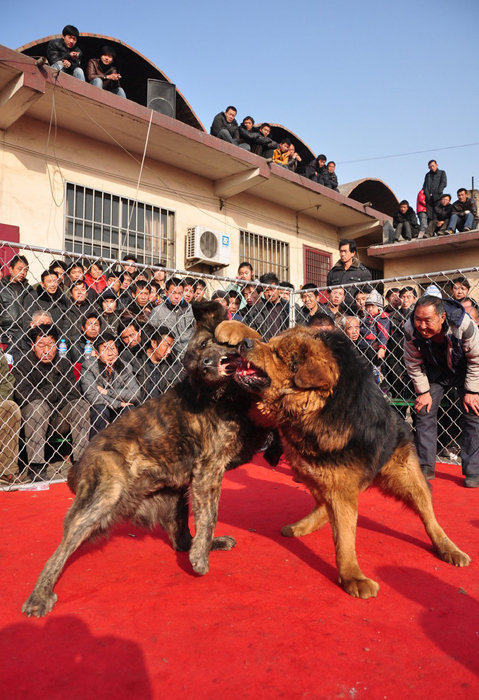 山西举办犬王争霸赛 名犬激烈扑咬血腥十足