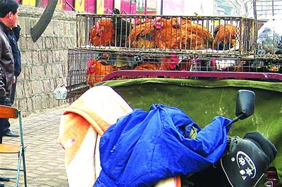 饭店门口养鸡招揽顾客 粪臭熏天半夜鸡叫居民崩溃