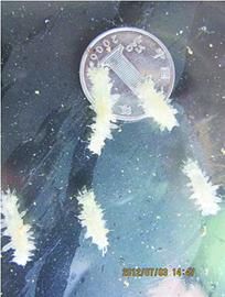 珍贵海参能抗7种肿瘤 干参每斤卖到1万3