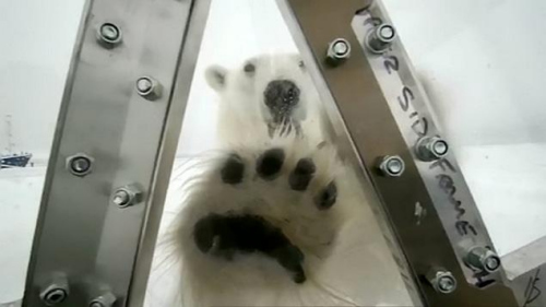 男子遭北极熊袭击