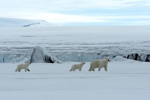 男子遭北极熊袭击