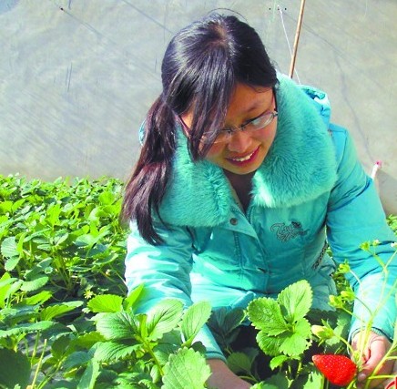 贵族草莓一颗卖十元 喂牛奶荷兰熊蜂授粉 贵族草莓一颗卖十元 喂牛奶荷兰熊蜂授粉