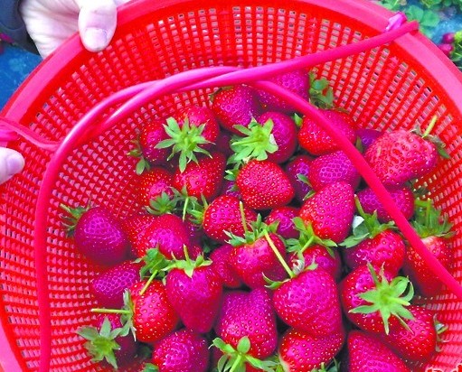 贵族草莓一颗卖十元 喂牛奶荷兰熊蜂授粉 贵族草莓一颗卖十元 喂牛奶荷兰熊蜂授粉