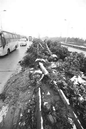 昨天,慈溪胜新线,树木横七竖八地倒在中央绿化带上