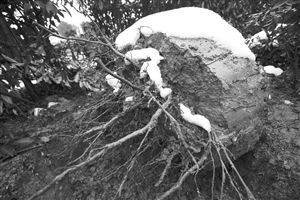 被挖出的树木根部裸露在外