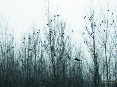 小喜鹊被铁夹夹死