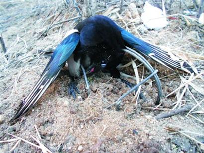 小喜鹊被铁夹夹死