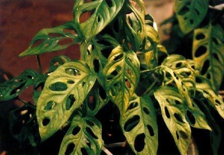 净化空气绿植盘点