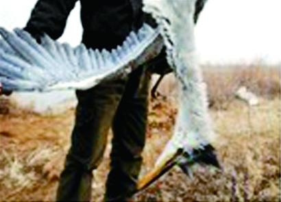 敌敌畏毒鸟？是虾池消毒