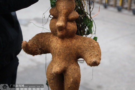 村民称挖出人形根 长着“男性生殖器”