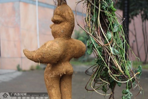 村民称挖出人形根 长着“男性生殖器”