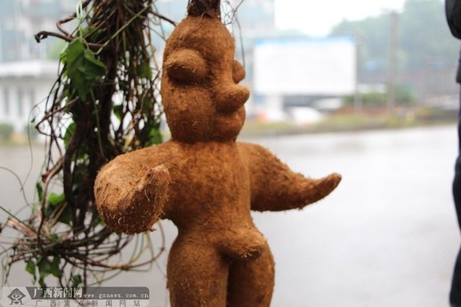 村民称挖出人形根 长着“男性生殖器”