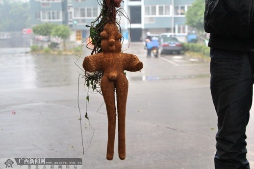 村民称挖出人形根 长着“男性生殖器”