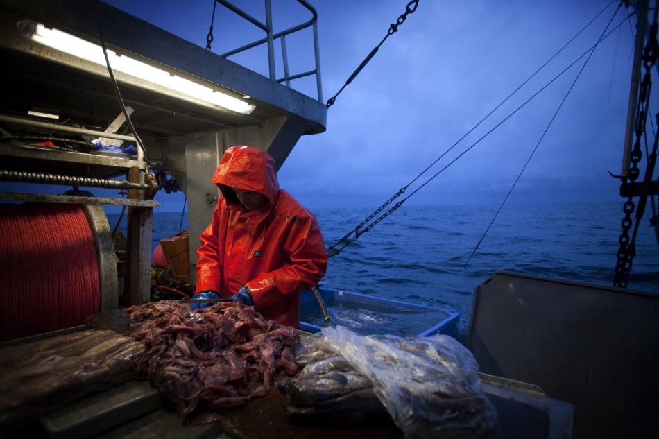 残忍的鱼翅产业