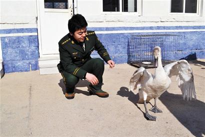 小天鹅累瘫渔船上