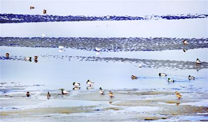 千只野鸭风河下游觅食