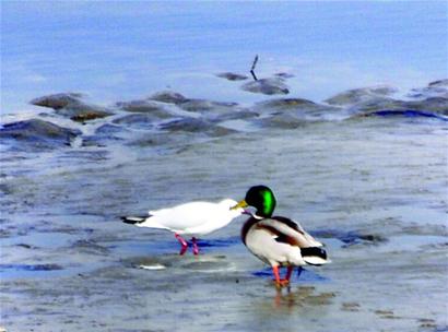 千只野鸭风河下游觅食