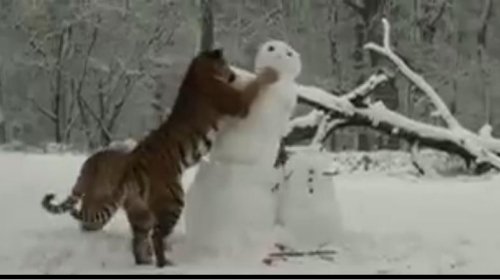 动物园老虎“围攻”雪人 直扑脸部将其摧毁(图)