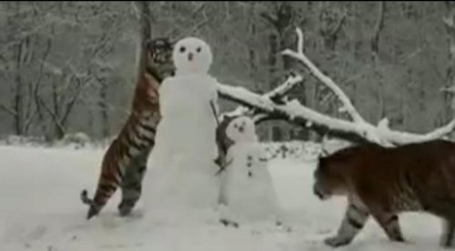 动物园老虎“围攻”雪人 直扑脸部将其摧毁(图)
