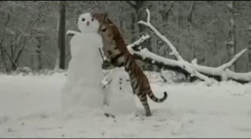 动物园老虎“围攻”雪人 直扑脸部将其摧毁(图)