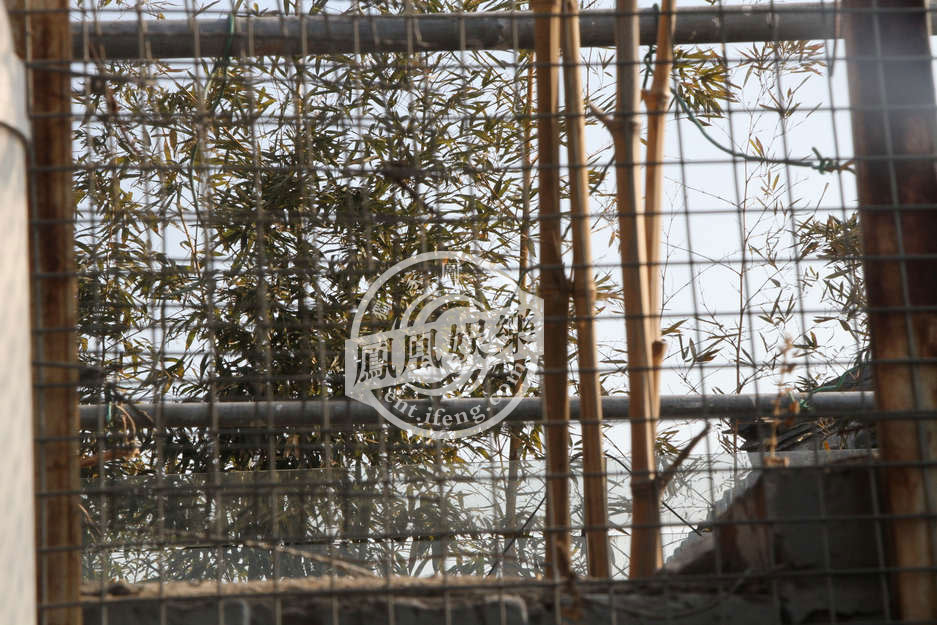 周迅北京胡同内购置天价四合院